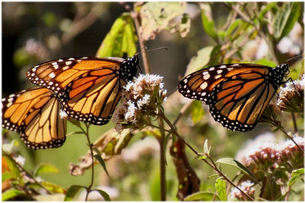 Mexico RV Caravan -Monarchs